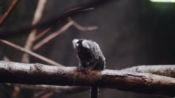 Portrait Marmouset Commun Marmouset Oreilles Blanches Sur Une Branche Crépuscule — Video