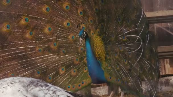 Peacock Cerca Attirare Compagno Uhd — Video Stock