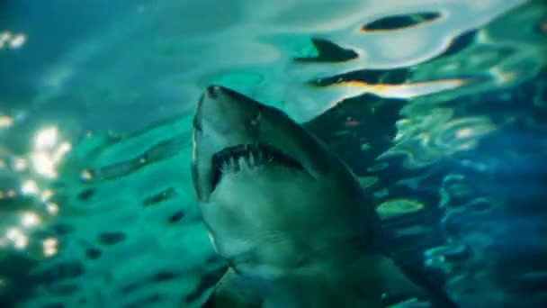 Tiburón Dientes Andrajosos Pasando Por Encima Cámara Lenta — Vídeo de stock
