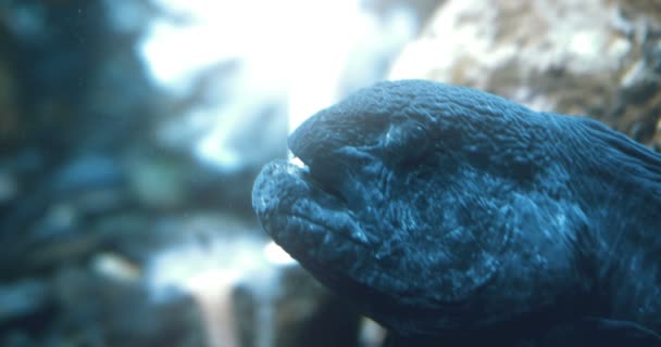 Portrait Cinématographique Une Anguille Louve Uhd — Video