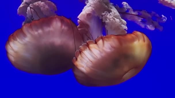 Nettle Jellyfish Swimming Together Aquatic Themed Footage — Stock Video