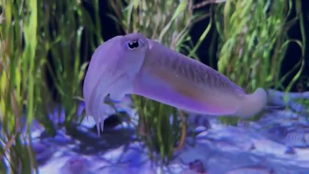 Closeup Cuttlefish Cinematic Footage Reef Ocean Aquatic Theme — Wideo stockowe