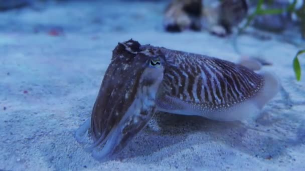 イカの切り身を閉じる 4K映像 サンゴ礁と海の水生テーマ — ストック動画