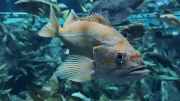 Closeup Portrait Olive Rockfish Footage — Stock Video