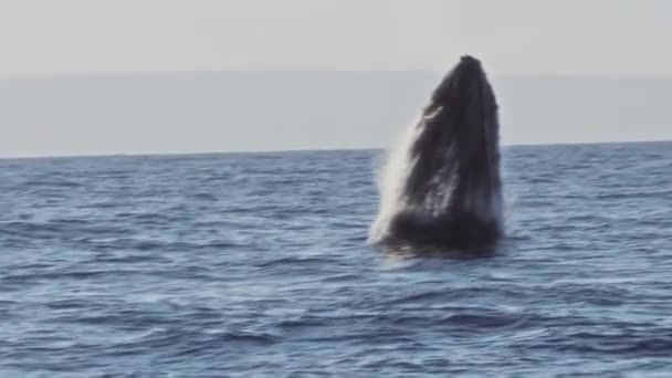 Majestatyczny Humpback Whale Naruszenie Ocean Surface Potężnym Wyświetlaczu Gigantyczne Stworzenie — Wideo stockowe