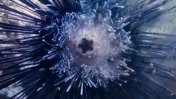 Søpindsvinet Close Footage Viser Indviklede Detaljer Unikke Tekstur Sea Urchins – Stock-video