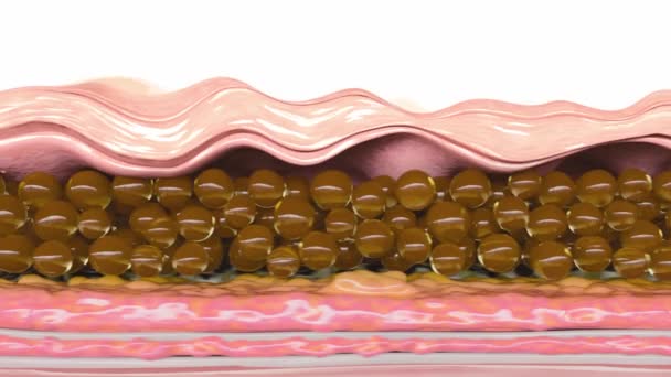 Eine Aufwändige Animation Veranschaulicht Die Hautverjüngung Falten Verblassen Die Starken — Stockvideo