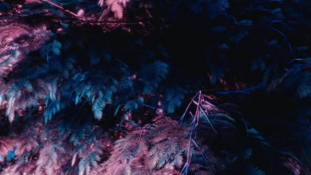 風に優しく揺れる木の葉の4Kアニメーションは 青とピンクの色合いでネオンライトをシフトすることによって美しく照らされます — ストック動画