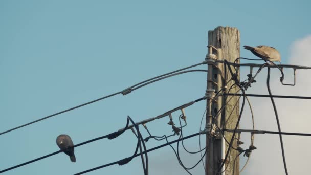 カリブ海の背景に設定されたパワーライン上の2本の鳩を撮影する確立されたショットは 地域の電力インフラを微妙に強調しています — ストック動画