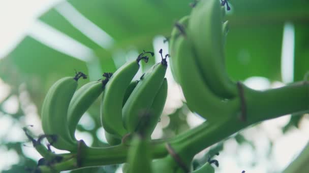 バナナの木からぶら下がる未熟なバナナの自然な流れを捉えた詳細なクローズアップショット この映像は熱帯果実の成長と美しさを強調しています — ストック動画