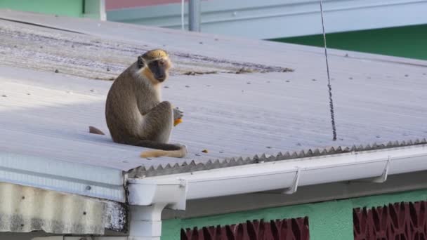 Intrygujące Nagranie Dzikiej Zielonej Małpy Uchwyconej Oistins Barbadosie Jedzącej Mango — Wideo stockowe