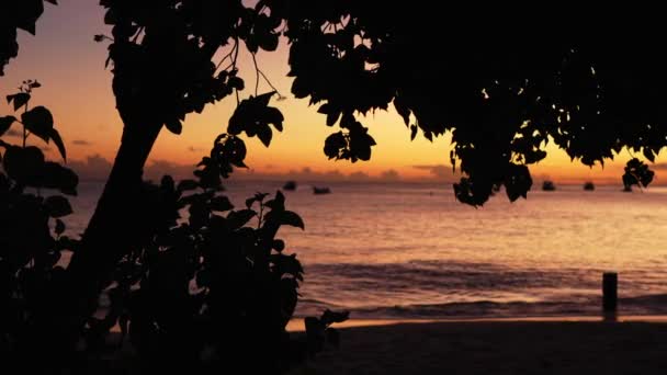 迷人的建立镜头在4K展示惊人的奥古斯丁湾日落 电影镜头凸显了黄昏时分这个充满活力的巴巴多斯沿海地区的自然美 — 图库视频影像