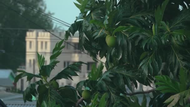 Einfangen Des Widerstandsfähigen Einflusses Eines Tropischen Brotfruchtbaums Den Sanften Winden — Stockvideo