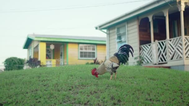 オイシンズ バルバドス この映像は 住宅の芝生で自由にローミングする野生のロースターを特徴とし 熱帯の設定にユニークなタッチを追加 — ストック動画