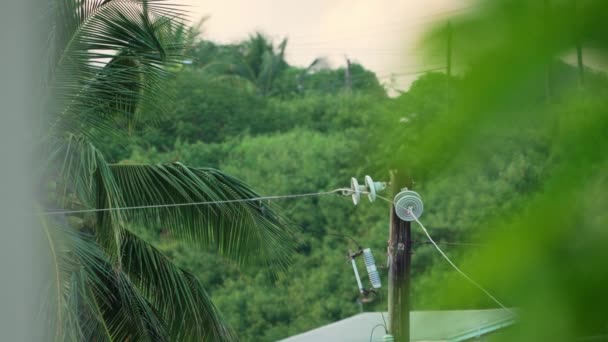 Eine Lebendige Einspielung Einer Typischen Tropischen Karibischen Landschaft Mit Üppigen — Stockvideo