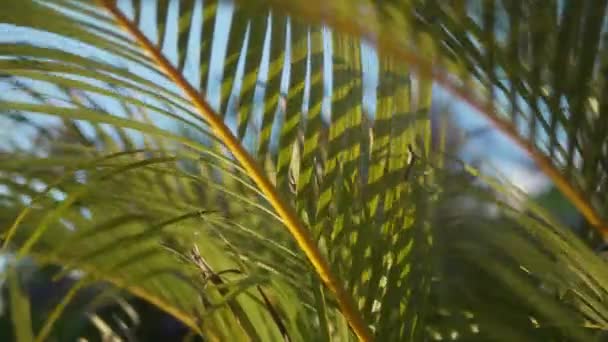 Imágenes Primer Plano Que Muestran Suave Movimiento Del Follaje Tropical — Vídeo de stock