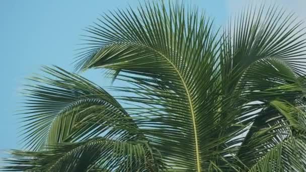 Imágenes Primer Plano Que Muestran Suave Movimiento Del Follaje Tropical — Vídeo de stock