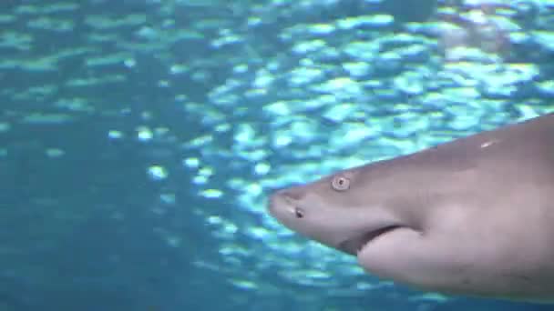 一只迷人的老虎沙鲨的特写镜头 突出了它在水下滑行时的引人注目的特征 — 图库视频影像