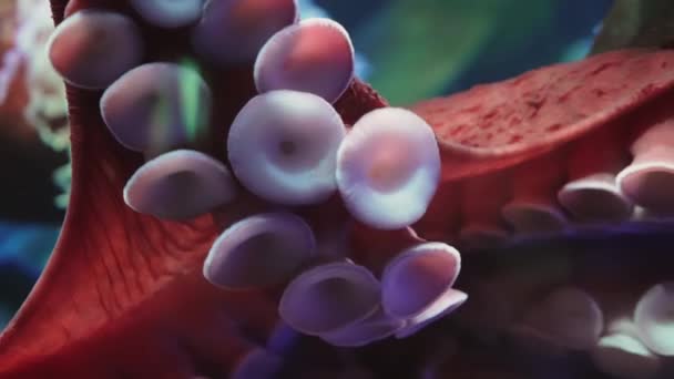 유리에 거대한 태평양 낙지의 매혹적인 촉수와 빨판을 자세한 클로즈업 독특한 — 비디오