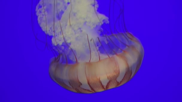 Zbliżenie Meduzy Unoszącej Się Wdziękiem Akwarium Ukazującej Jej Eteryczne Piękno — Wideo stockowe