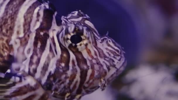 Fördjupa Dig Undervattensvärlden Med Denna Extrema Närbild Spårning Skott Lejonfisk — Stockvideo