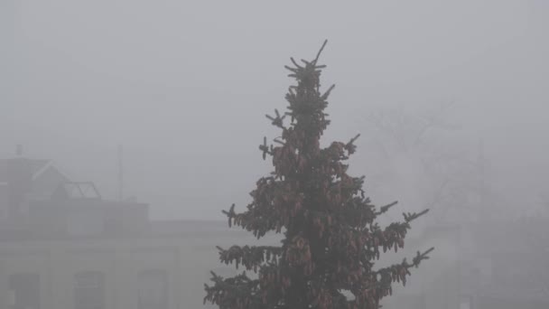 霧のような冬の日にカナダの葉の静かな静けさを捉えたイーサリアルBロール映像 平和な孤独感を呼び起こす — ストック動画
