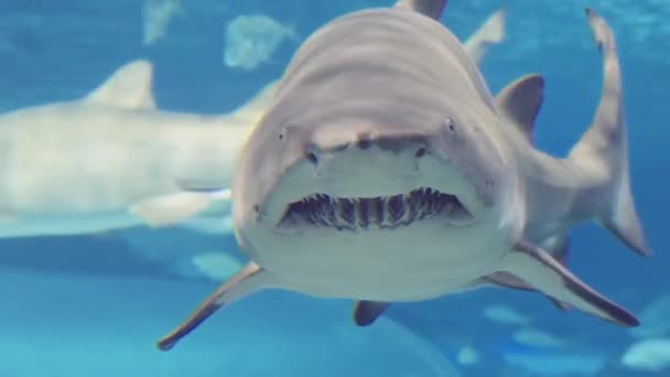 Nanılmaz Bir Yakın Çekim Bir Köpekbalığının Süzülerek Geçen Ayrıntılı Özünü — Stok video
