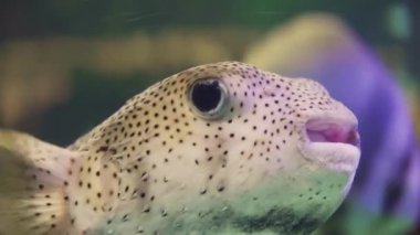 Bir kirpi balığının, bu ilginç deniz yaratığının benzersiz dokularını ve özelliklerini yüksek çözünürlükteki görüntülerinin detaylı bir şekilde çekilmesi.