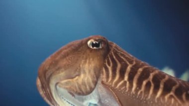 Mürekkep balığının büyüleyici yakın plan görüntüleri. Karmaşık detaylarını ve canlı renklerini vurguluyor. Maksimum görsel etki için yüksek çözünürlüklü çekim