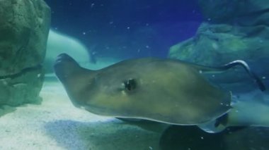 Majestic Eagle Ray kameranın önünden su altında zarifçe süzülüyor. Serene görüntüleri bu muhteşem deniz yaratığının zarif hareketini sergiliyor..