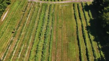 Ontario Greenbelt tarım sahalarındaki hava 4K drone görüntüleri, verimli kırsal araziler, ekin desenleri. Tarım, sürdürülebilirlik ve doğa projeleri için ideal.