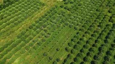 Ontario Greenbelt tarım sahalarındaki hava 4K drone görüntüleri, verimli kırsal araziler, ekin desenleri. Tarım, sürdürülebilirlik ve doğa projeleri için ideal.