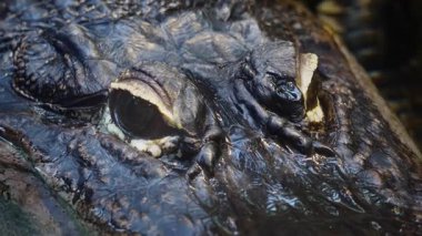 American Alligator Closeup 4K Ultra HD Powerful Reptile in Freshwater