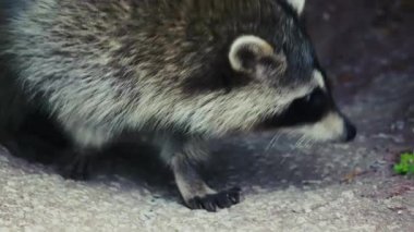 North American Raccoon Closeup 4K Ultra HD Urban Wildlife in Toronto