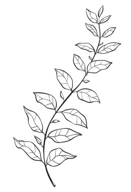 El yapımı yabani otlar. Ana hatlı bitki çizimi. Çizim ya da karalama tarzı botanik vektör çizimi. Beyaz arkaplanda siyah izole.