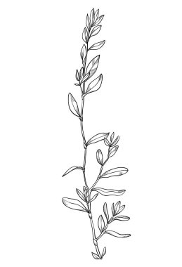 El yapımı yabani otlar. Ana hatlı bitki çizimi. Çizim ya da karalama tarzı botanik vektör çizimi. Beyaz arkaplanda siyah izole.