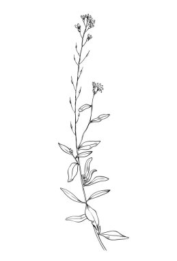El yapımı yabani otlar. Ana hatlı bitki çizimi. Çizim ya da karalama tarzı botanik vektör çizimi. Beyaz arkaplanda siyah izole.