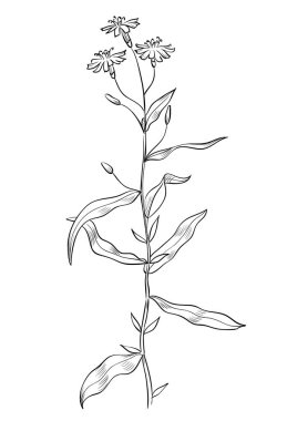 El yapımı yabani otlar. Ana hatlı bitki çizimi. Çizim ya da karalama tarzı botanik vektör çizimi. Beyaz arkaplanda siyah izole.