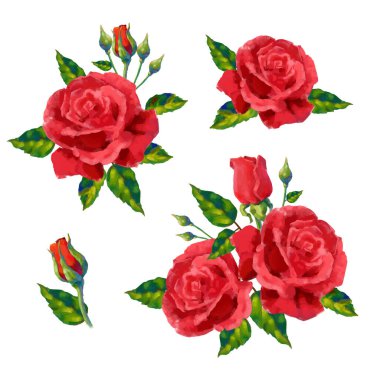Collection of vector high detailed realistic rose flowers on white for design. Oil or acrylic painting roses big set.