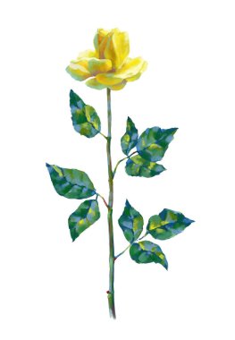 Vector high detailed realistic rose flowers on white for design. Oil or acrylic painting roses.