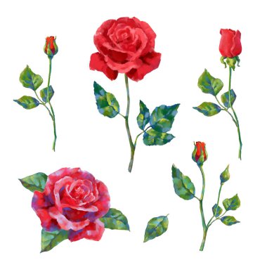 Collection of vector high detailed realistic rose flowers on white for design. Oil or acrylic painting roses big set.