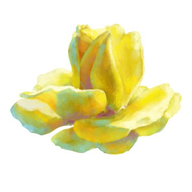 Vector high detailed realistic rose flowers on white for design. Oil or acrylic painting rose.