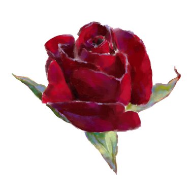 Vector high detailed realistic rose flowers on white for design. Oil or acrylic painting rose.