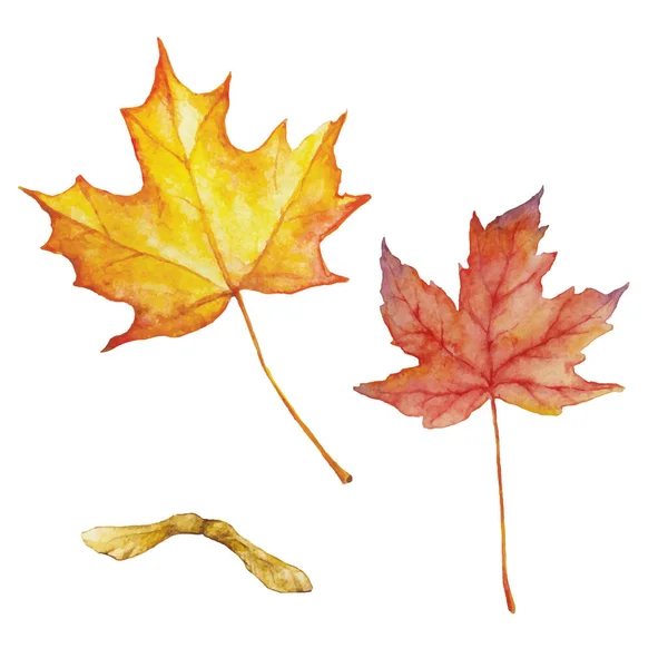 Daun Maple Warna Air Musim Gugur Vektor Ilustrasi Diisolasi Pada - Stok Vektor