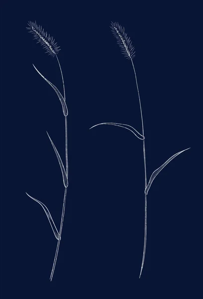 野生のハーブの手描き シルバープラント図面 ダークブルーの背景にスケッチスタイルの植物ベクトルイラスト — ストックベクタ