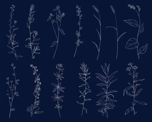 Hand Gezeichnet Von Wildkräutern Silberpflanzenzeichnung Skizzenhafte Botanische Vektorillustration Auf Dunkelblauem — Stockvektor