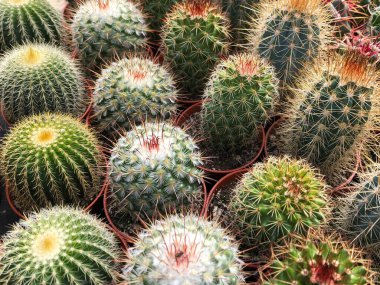 small cacti and succulent plants in cactus garden ,