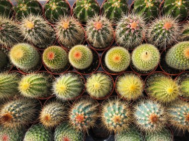 small cacti and succulent plants in cactus garden shop ,