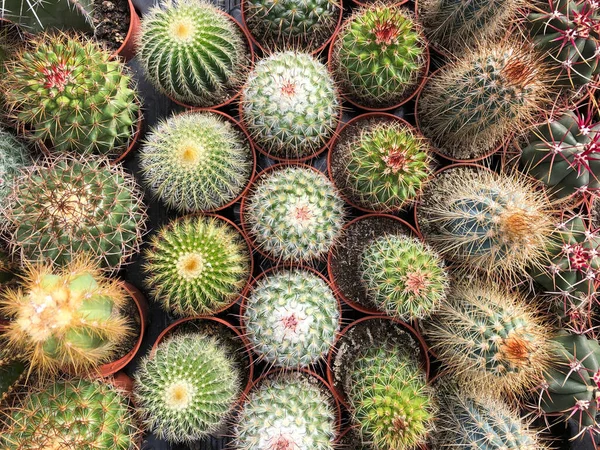 small cacti and succulent plants in cactus garden ,