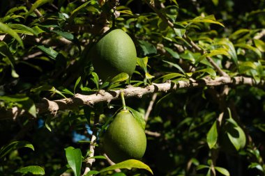 Totumo fruit hanging on tree,